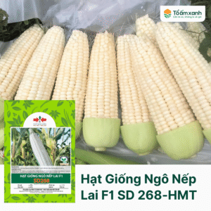 Hạt Giống Bắp Nếp Lai F1 SD 268 - Hai Mũi Tên Đỏ