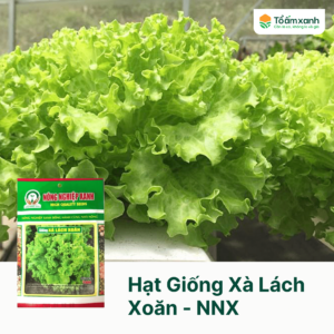Hạt Giống Xà Lách Xoăn - Nông Nghiệp Xanh