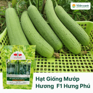 Hạt Giống Mướp Hương Lai F1 - Hưng Phú - Hai Mũi Tên