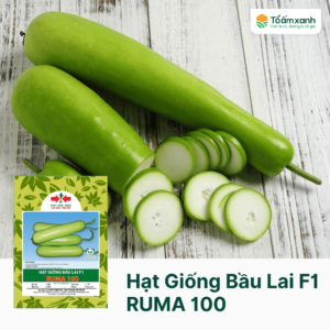 Hạt Giống Bầu Lai F1 RUMA 100 - Hai Mũi Tên Đỏ