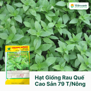 Hạt Giống Rau Quế Cao Sản 79 - Trung Nông