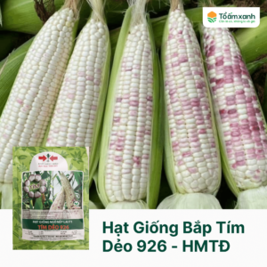 Hạt Giống Bắp Tím Dẻo 926 - Hai Mũi Tên Đỏ