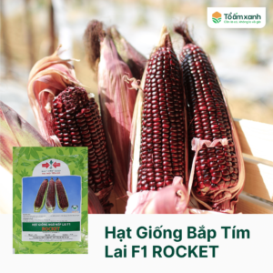 Hạt Giống Bắp Tím Lai F1 ROCKET - Hai Mũi Tên Đỏ
