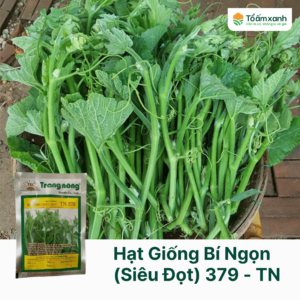 Hạt Giống Bí Ngọn (Siêu Đọt)  379 - Trang Nông