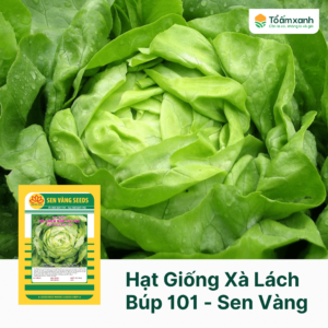 Hạt Giống Xà Lách Búp SV 101 - Sen Vàng  5 gram