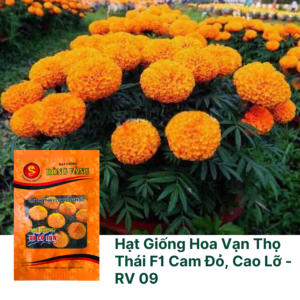 Hạt Giống Hoa Vạn Thọ Thái F1 Cam Đỏ Rồng Vàng 1 gram - 300 Hạt