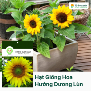 Hạt Giống Hoa Hướng Dương Lùn -  Floralseeds Việt Nam