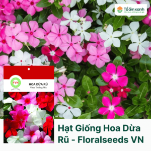 Hạt Giống Hoa Dừa Rũ - Floralseeds Việt Nam