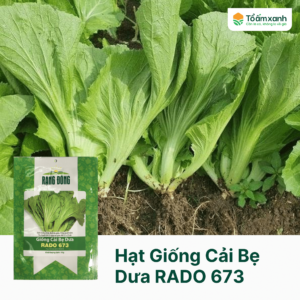 Hạt Giống Cải Bẹ Dưa RADO 673 - Rạng Đông 20 Gram