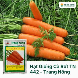 Hạt Giống Cà Rốt TN 441 - 2 gram