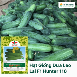 Hạt Giống Dưa Leo Lai F1 HUNTER 116 - Hai Mũi Tên Đỏ