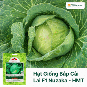 Hạt Giống Bắp Cải Lai F1 NUZAKA - Hai Mũi Tên Đỏ - 90 Hạt