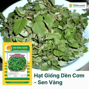 Hạt Giống Dền Cơm - Sen Vàng