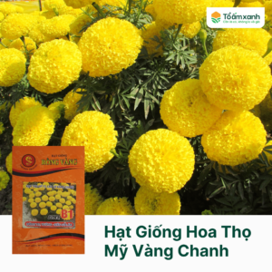 Hạt Giống Hoa Thọ Thái Vàng Chanh Rồng Vàng - 1 gram - 300 Hạt