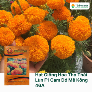 Hạt Giống Hoa Thọ Thái Lùn F1 Cam Đỏ Mê Kông 46A - Rồng Vàng - 1 gram - 300 Hạt