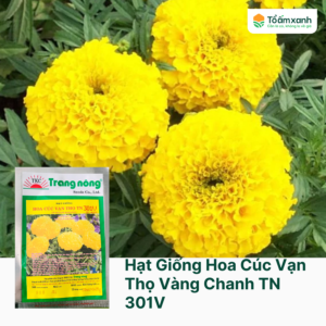 Hạt Giống Hoa Vạn Thọ Vàng Chanh TN 607