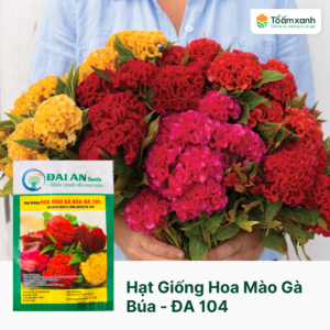 Hạt Giống Hoa Mào Gà Búa - ĐA 104