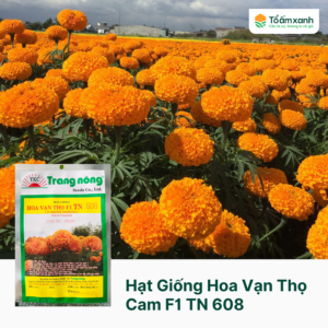 Hạt Giống Hoa Vạn Thọ Cam F1 TN 608