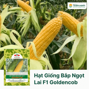 Hạt Giống Bắp Ngọt Lai F1 GOLDENCOB Hai Mũi Tên Đỏ