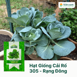 Hạt Giống Cải Rổ RADO 305 - Rạng Đông