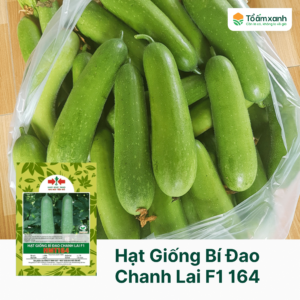 Hạt Giống Bí Đao Chanh Lai F1 164 - Hai Mũi Tên Đỏ
