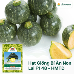 Hạt Giống Bí Ăn Non Lai F1 HMT 48 - Hai Mũi Tên Đỏ