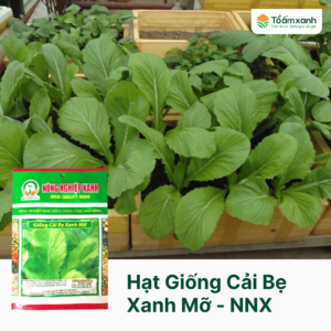 Hạt Giống Cải Bẹ Xanh Mỡ - Nông Nghiệp Xanh
