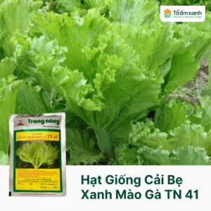 Hạt Giống Cải Bẹ Xanh Mào Gà TN 41 - 100 gram