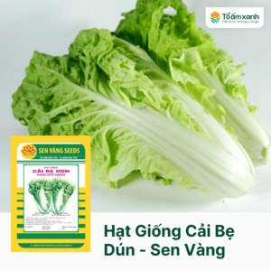 Hạt Giống Cải Bẹ Dún - Sen Vàng