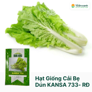 Hạt Giống Cải Bẹ Dún KANSA - Rạng Đông