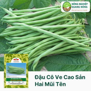 Đậu Cove Cao Sản - Hai Mũi Tên Đỏ