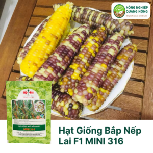 Hạt Giống Bắp Nếp Lai F1 MINI 316 - Hai Mũi Tên Đỏ