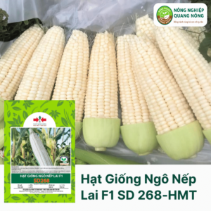 Hạt Giống Bắp Nếp Lai F1 SD 268 - Hai Mũi Tên Đỏ