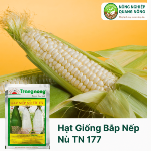 Hạt Giống Bắp Nếp Nù TN 177 - Trang Nông