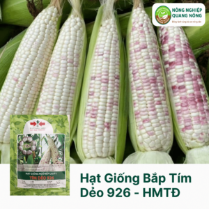 Hạt Giống Bắp Tím Dẻo 926 - Hai Mũi Tên Đỏ