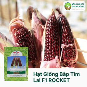 Hạt Giống Bắp Tím Lai F1 ROCKET - Hai Mũi Tên Đỏ