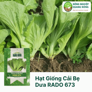 Hạt Giống Cải Bẹ Dưa RADO 673 - Rạng Đông 20 Gram