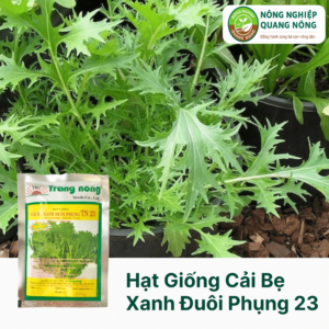 Hạt Giống Cải Bẹ Xanh Đuôi Phụng 23 - Trang Nông