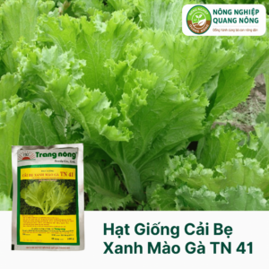 Hạt Giống Cải Bẹ Xanh Mào Gà TN 41 - 100 gram