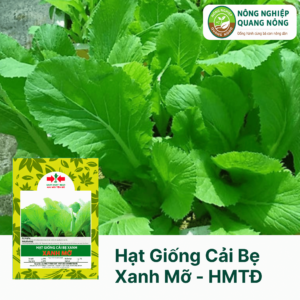 Hạt Giống Cải Bẹ Xanh Mỡ - Hai Mũi Tên Đỏ