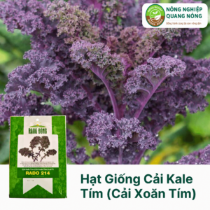 Hạt Giống Cải Kale Tím (Cải Xoăn Tím) Lai F1 RADO 214 - Rạng Đông