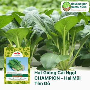 Hạt Giống Cải Ngọt CHAMPION - Hai Mũi Tên Đỏ