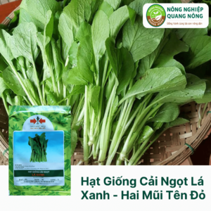 Hạt Giống Cải Ngọt Lá Xanh - Hai Mũi Tên Đỏ