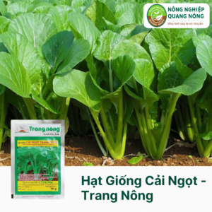 Hạt Giống Cải Ngọt - Trang Nông