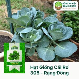 Hạt Giống Cải Rổ RADO 305 - Rạng Đông