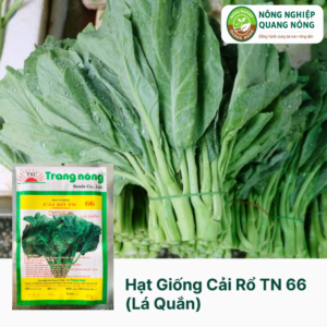 Hạt Giống Cải Rổ TN 66 (Lá Quắn)