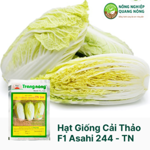 Hạt Giống Cải Thảo F1 ASAHI TN 244 - Trang Nông