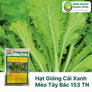 Hạt Giống Cải Xanh Mèo Tây Bắc 153 - Trang Nông