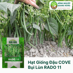 Hạt Giống Đậu COVE Bụi Lùn RADO 11- Rạng Đông 20 Gram