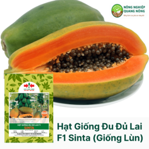 Hạt Giống Đu Đủ Lai F1 SINTA (Giống Lùn, Ruột Vàng)- Hai Mũi Tên Đỏ